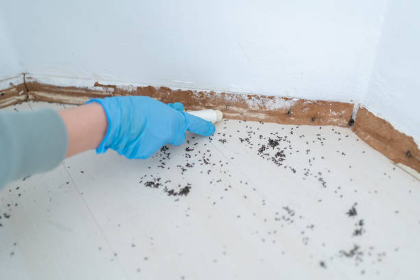 Best Ant Control Services  in Minier, IL