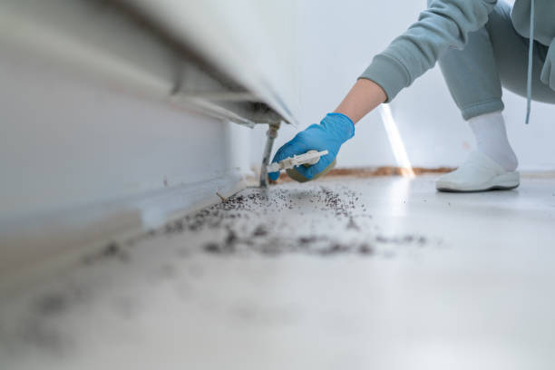 Best Flea Control Services  in Minier, IL